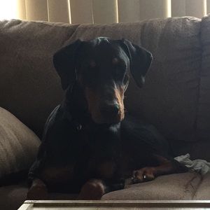 Meet your Posher, Justin